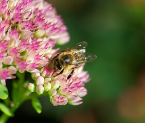 Bee on sedum flower blossoms