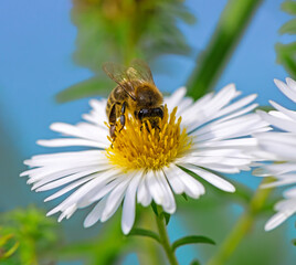 Bee collecting nectar at a white aster blossom