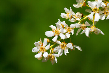 Small white flowers, nature background