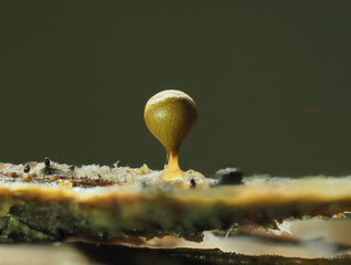 Schleimpilz (Myxomyceten) Fruchtkörper
