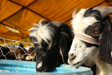 The market for the sale of goats. selective focus