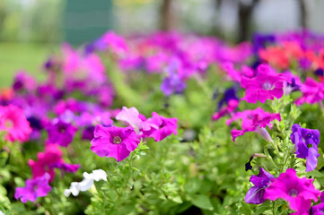 Obraz premium Closeup of Many Beautiful Colorful Flowers with nature background in the garden, Thailand.