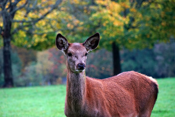 Damwild Rehe und Hirsche im Park 