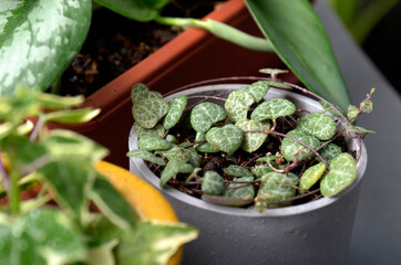  the beauty leaf,  Ceropegia woodii string of heart plant