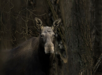Fototapeta premium wild moose in the autumn forest