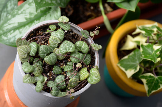  The Beauty Leaf,  Ceropegia Woodii String Of Heart Plant