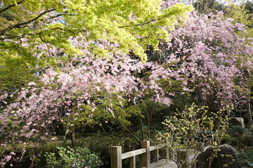 Beautiful Cherry blossom at Rakusuien Japanese Garden in Fukuoka prefecture, Japan - 桜 楽水園...