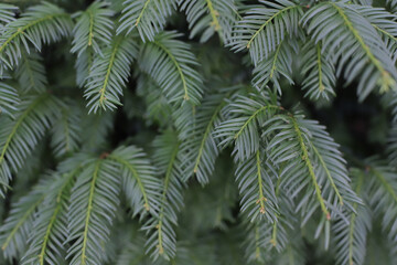 Fototapeta na wymiar Background with fresh green tree