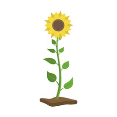 Obraz premium Sunflower with green leaves grow from soil icon. Floral design elements. Summer garden or field plant with yellow petals and sunflower seeds.