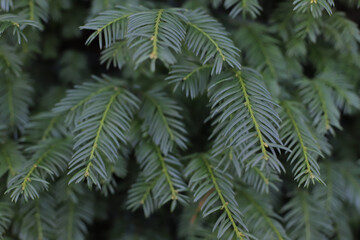 Background with fresh green tree