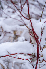 fresh snow on red twigs in the forest