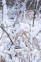 Obraz premium fresh snow covered branches