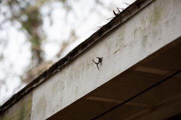 Hidden Danger of Leaves on a Roof