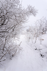 path through snow covered trees and bushes