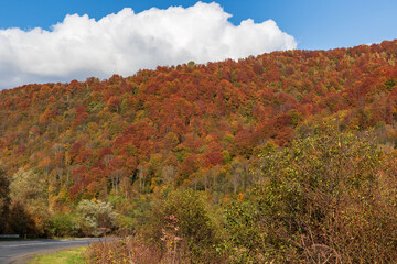 Autumn mountain landscape - yellowed and reddened autumn trees combined with green needles and blue sky on the side of a deserted road. Colorful autumn landscape scene in the Ukrainian Carpathians.