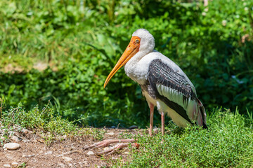 Big bird Nesyt afrika - Mycteria ibis from the Storks family stands in a meadow and there are green bushes around.
