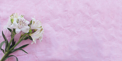 White alstroemeria on a pink textured background. Banner.