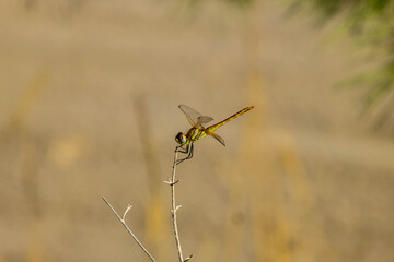 close up de una libélula