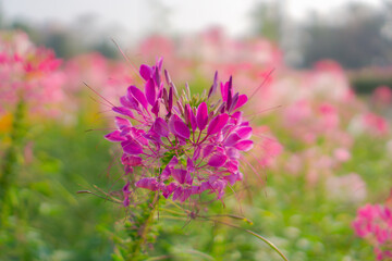 Violet Queen Cleome Queen Mix