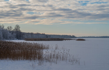 Frozen lake with reeds. A bright winter evening.