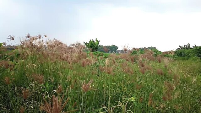 The grass is blown through the little wind