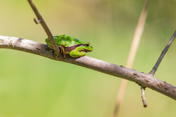Green tree frog - Hyla arborea sitting on a tree twig in the forest.