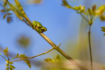 Green tree frog - Hyla arborea sitting on a tree twig in the forest.