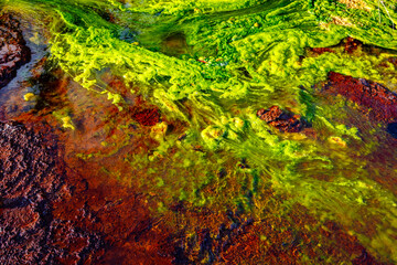 Algas verdes en río ácido