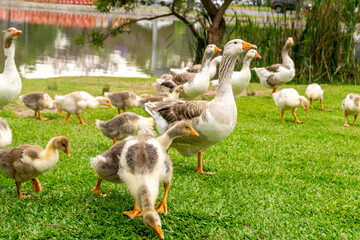 Group of fluffy domestic geese on a field © Maximiliano Ripani/Wirestock