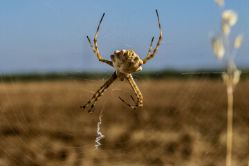 close up de una araña en una tarde de verano