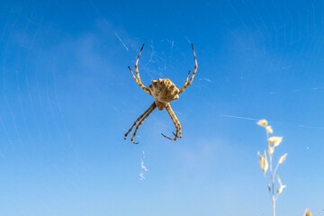 close up de una araña en una tarde de verano