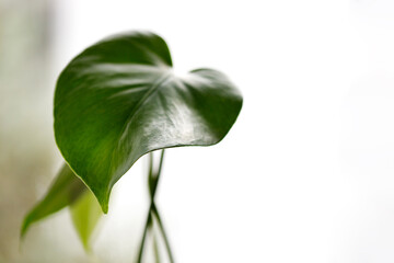 large bright green monstera plant on a window.