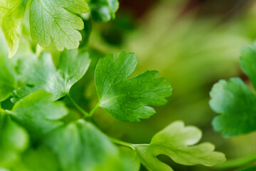 Fototapeta na wymiar Macro shot of parsley. Healthy food concept.
