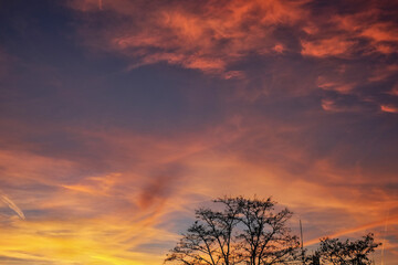 Fototapeta na wymiar Kahle Baumkrone unten vor spannendem Sonnenuntergang in vielen Farben