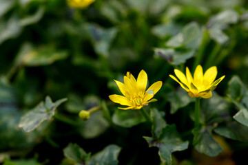 Obraz premium Lesser celandine, yellow spring plant in a garden. Nature background.