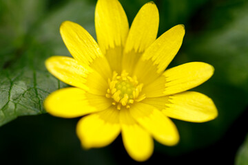 Obraz premium Lesser celandine, yellow spring plant in a garden. Nature background.