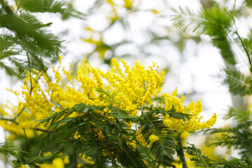 Blooming mimosa tree. Nature concept.  Greeting card for womans day, mothers day. Spring.
