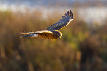 Extremely close view of a female hen harrier (Northern harrier) flying in beautiful light, seen in the wild in North California.