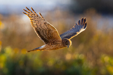 Extremely close view of a female hen harrier (Northern harrier) flying in beautiful light, seen in the wild in North California.
