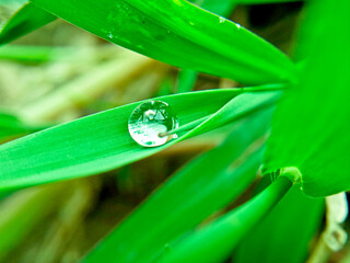 Close up Beautiful drops of fresh morning. Drops transparent water on grass.