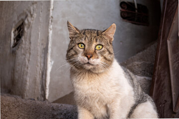 skeptical cat on old town steps