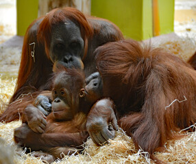 Orang Utan Baby mit Familie bei der Fellpflege