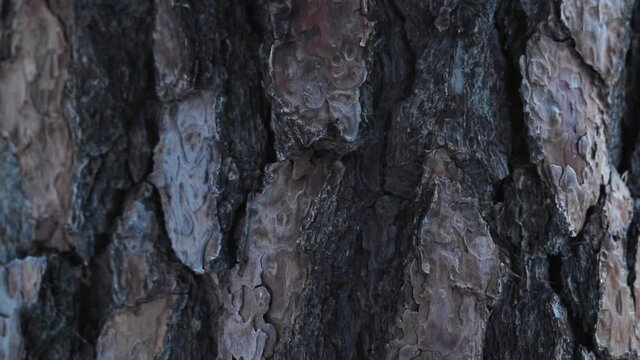 Oak tree bark details in natural light slow motion footage