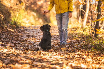 Man training adorable black dog in sunny autumn woods. Male playing with his dog in autumn forest