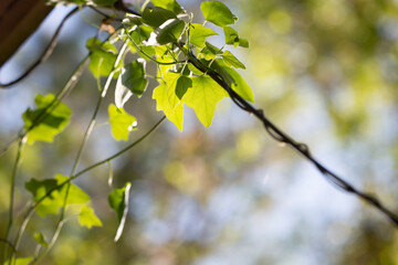 Vine Growing on a Line