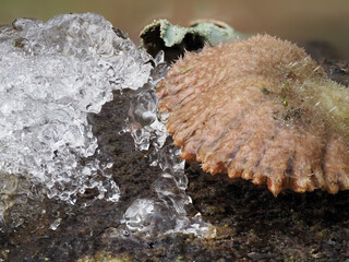 Gemeiner Spaltblättling (Schizophyllum commune)