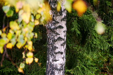 Stamm einer Birke mit grünen Tannen im Hintergrund und unscharfen gelben Blättern im Vordergrund