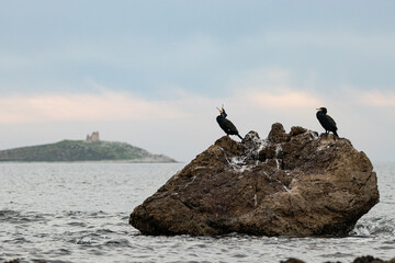Due cormorani su uno scoglio su uno scoglio in una costa della Sicilia, sullo sfondo l'isolotto di Isola delle Femmine