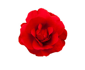 Rote Rose isoliert auf weissem Hintergrund