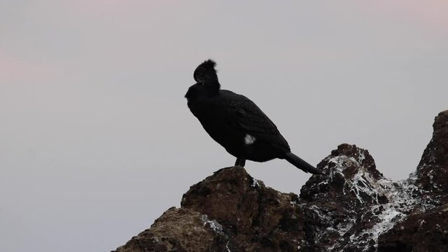 Cormorano